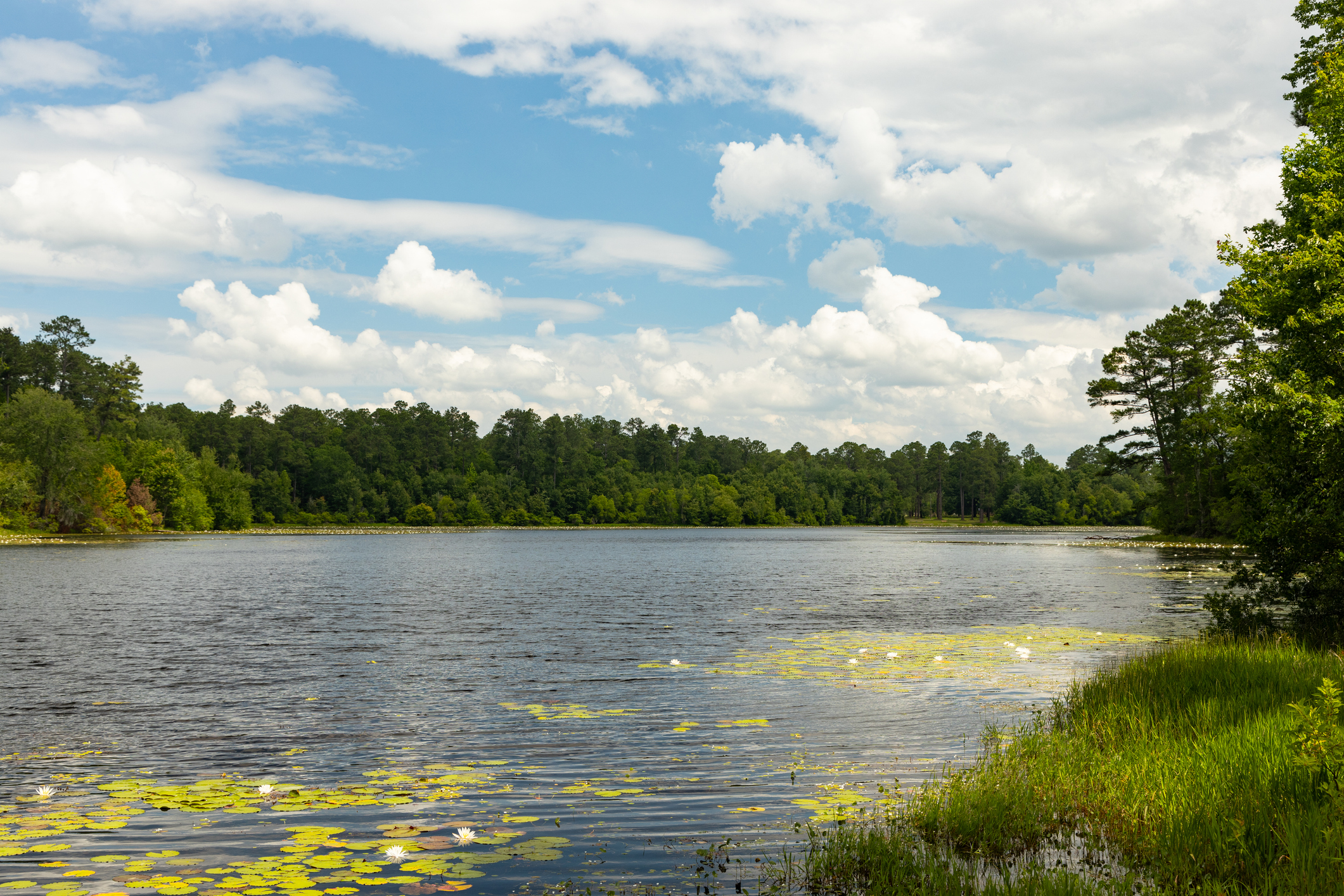 Magnolia Springs State Park in Georgia on a summer day