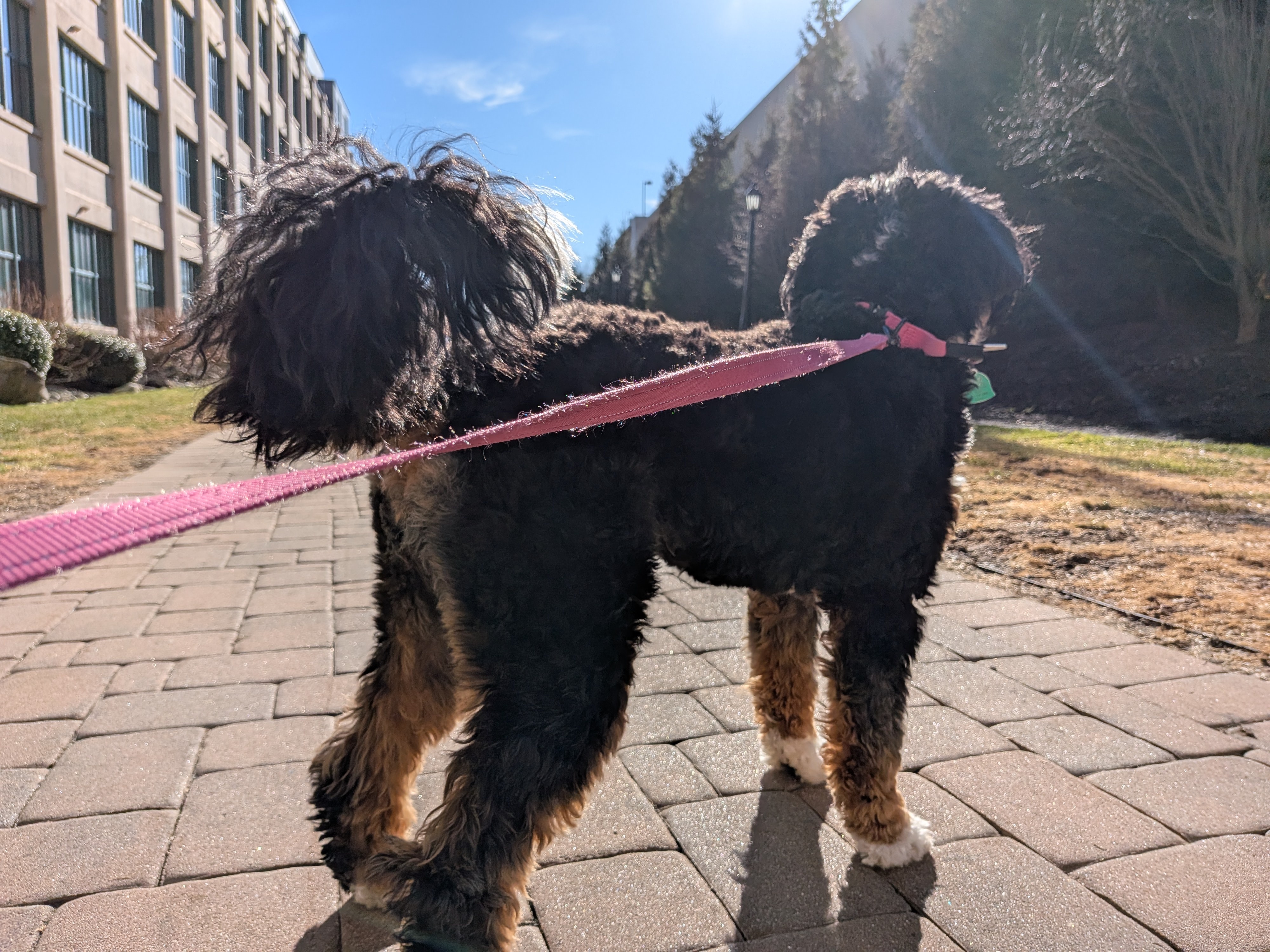 Google Pixel 10a daytime camera samples