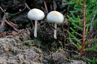 Cowpat mushroom