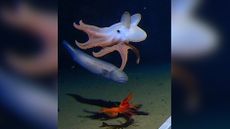 Scientists recorded a dumbo octopus at depths of up to 4.3 miles (6,957 meters) beneath the Indian Ocean. Here, another dumbo octopus is seen foraging at a depth of 3.6 miles (5,760 m).