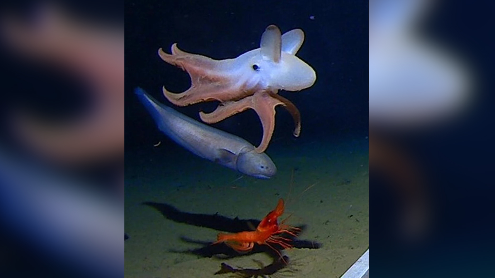 Scientists capture the world's deepest octopus on video. And it's