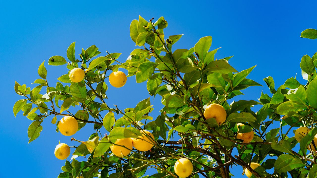 best lemon tree