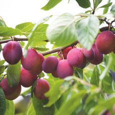 Pink plums growing on plum tree