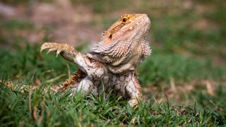 Bearded dragon walking on grass