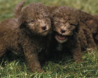 Bedlington terriers