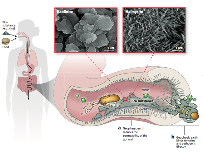 crypto dirt in stomach