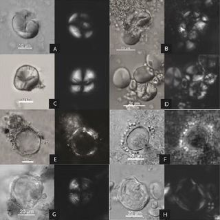 Microscopic traces of ancient starches extracted from the Raqefet Cave (left) are compared to the references Li Liu and her research replicated in their beer-brewing experiments.