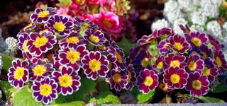 Primula Julian / Primrose Flowers