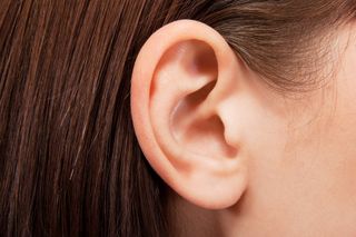 Image result for ear