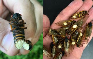 Infected cicadas' butts explode with fungus.