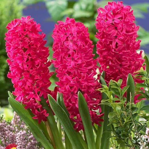 Carbeth Plants - 16 X Hyacinth Scarlet Pearl Spring Bulbs - Highly Fragrant Outdoor Flowering Perennials - Uk Hardy Low Maintenance Pollinator Friendly - Grow in Beds, Borders and Patio Pots
