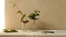 A set of two brown and clear propagation vases from Nordic Nest