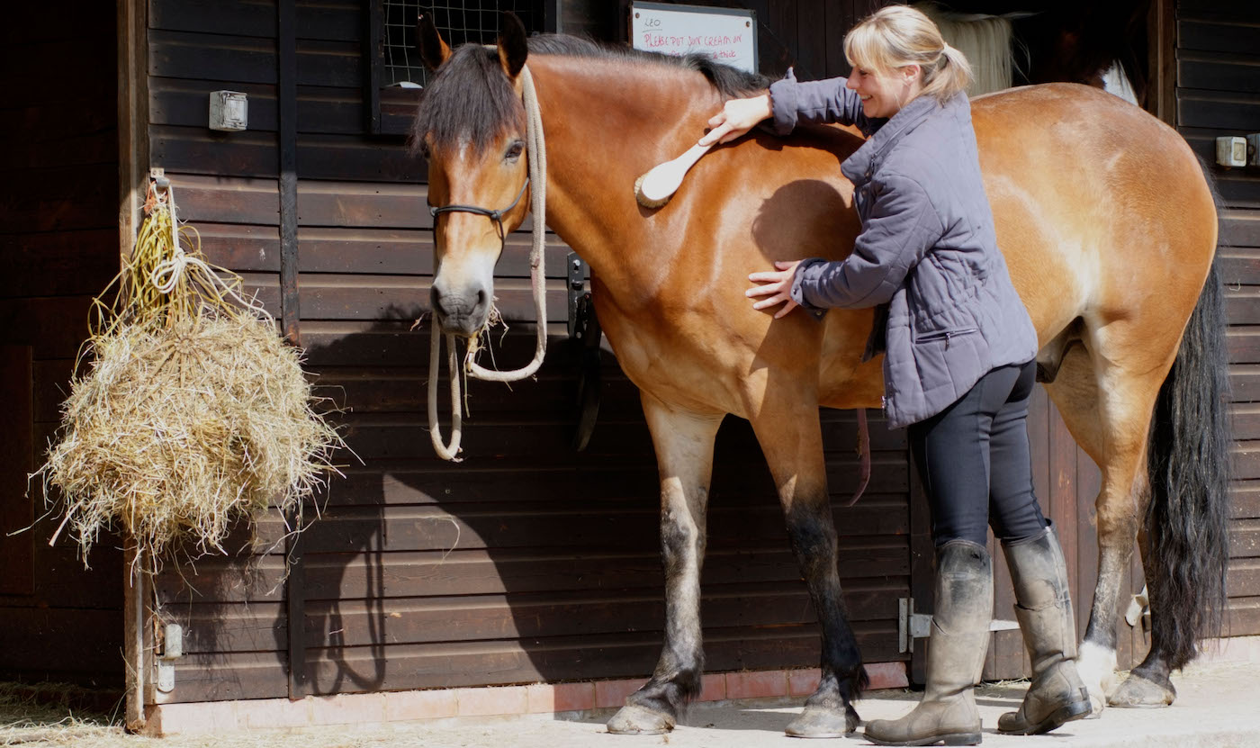 Woman grooming horse: beginning liberty training at home