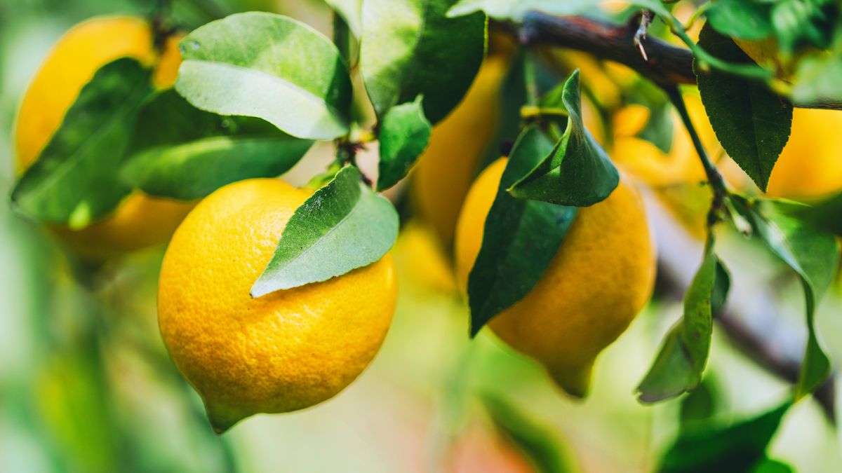 What to Do With Lemon Trees in June for a Tart & Tasty Harvest – 6 Easy Tasks to Set Up Plants for the Rest of Summer
