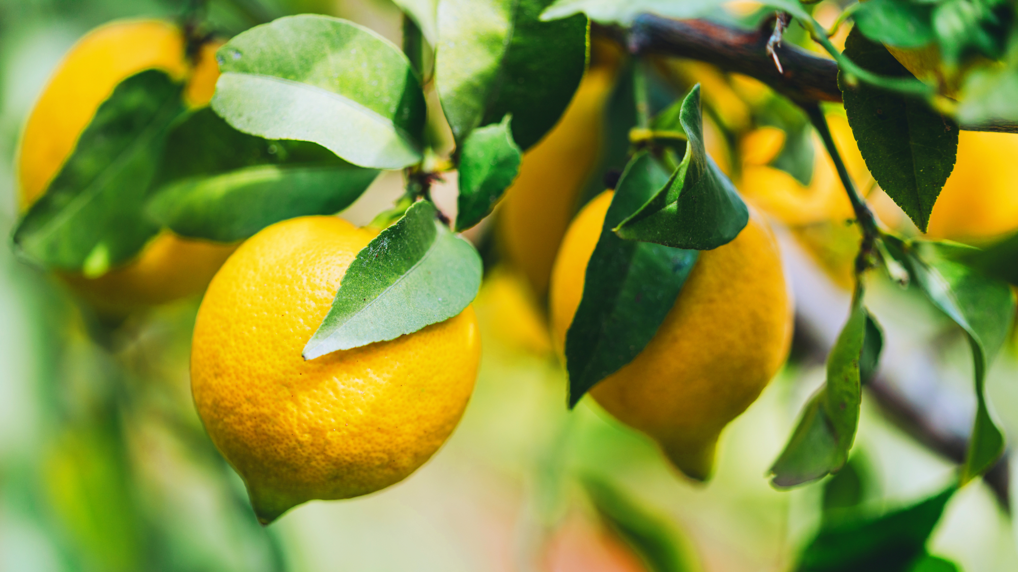 lemons on a tree