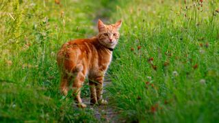 Ginger cat walking along grassy path 