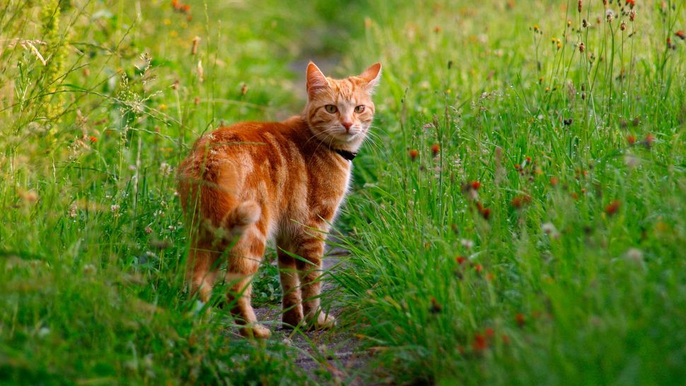 Cat road safety Tips for keeping outdoor cats safe PetsRadar