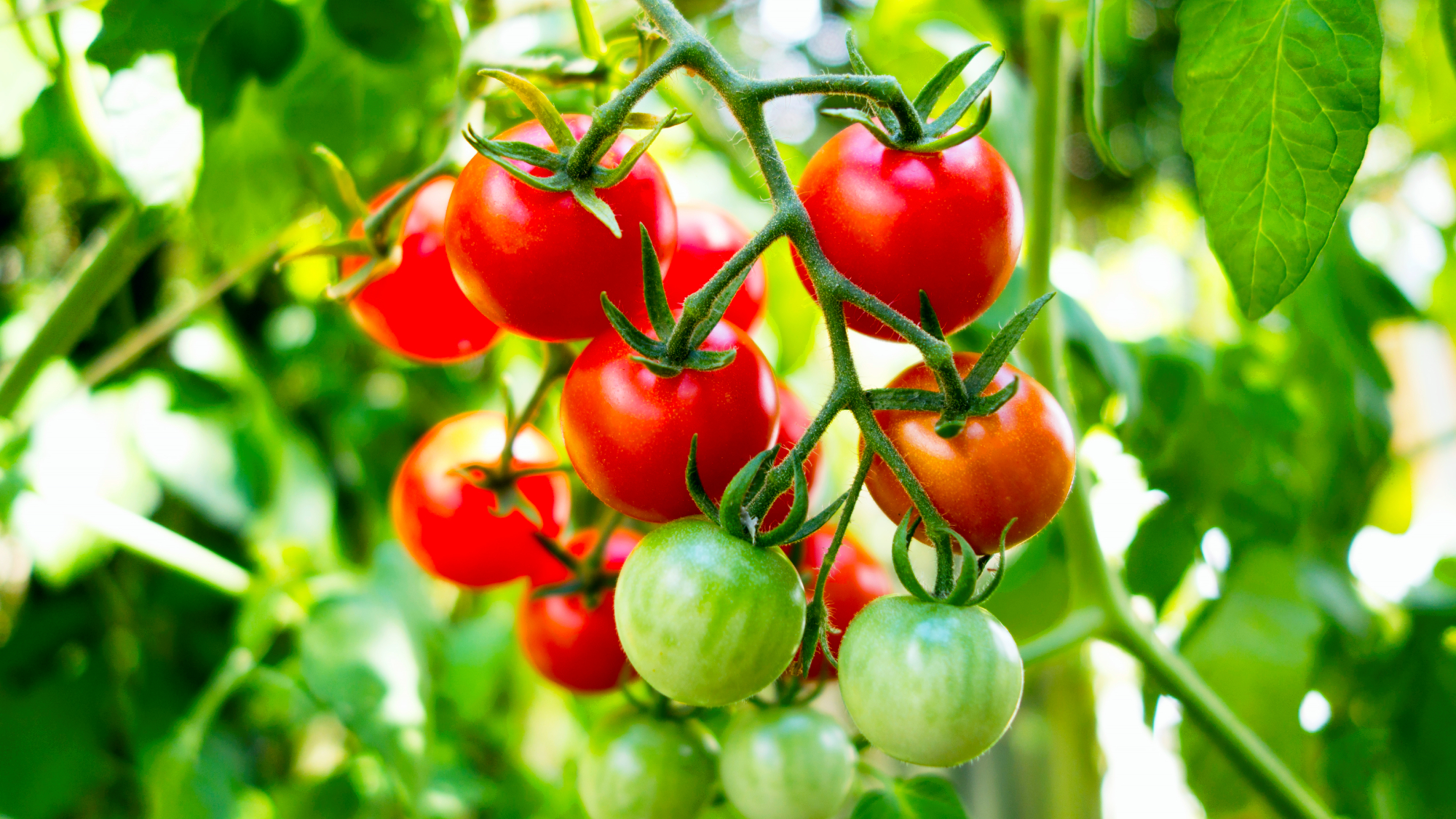 Organic tomato plant, red and green tomatoes nearing harvest in August