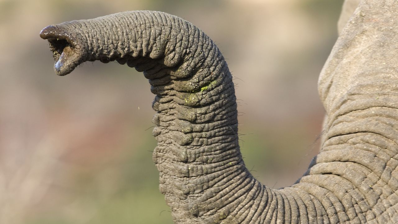 a close-up of an elephant trunk