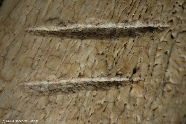 ancient cut marks on a 3.4-million-year-old animal bone