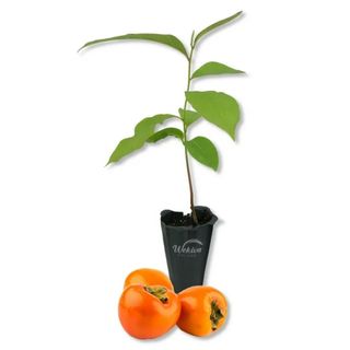 Persimmon Tree - Live Starter Plant in a 2 Inch Growers Pots