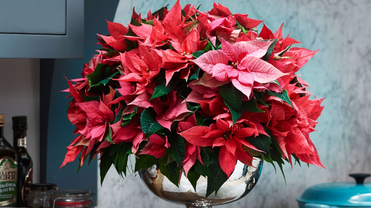 A vibrant pink and red poinsettia plant sits in a polished silver pedestal bowl on a kitchen counter. To the left, several glass jars and a bottle of olive oil are visible against a dark gray cabinet. In the lower right corner, a portion of a bright teal Le Creuset-style Dutch oven is shown against a marbled backsplash.
