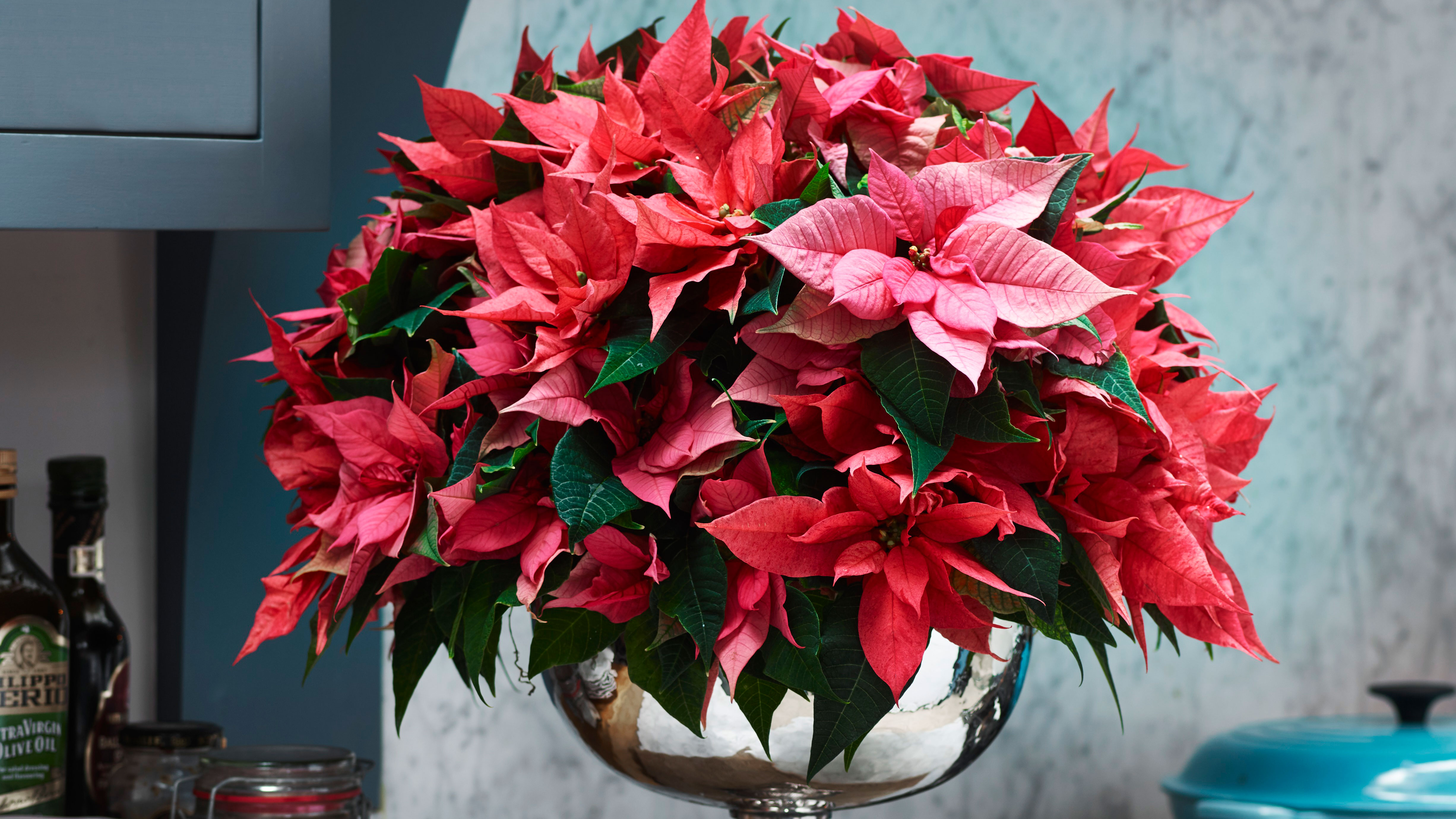 A vibrant pink and red poinsettia plant sits in a polished silver pedestal bowl on a kitchen counter. To the left, several glass jars and a bottle of olive oil are visible against a dark gray cabinet. In the lower right corner, a portion of a bright teal Le Creuset-style Dutch oven is shown against a marbled backsplash.