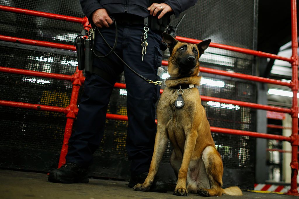 TSA wants to heighten bomb-sniffing dog senses. 