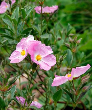 The pink crepe flowers of Cistus x argenteus 'Peggy Sammons'