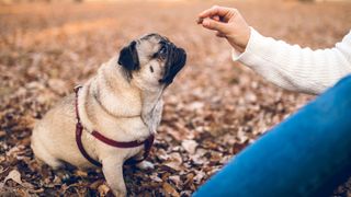 Woman giving pug a treat in the park