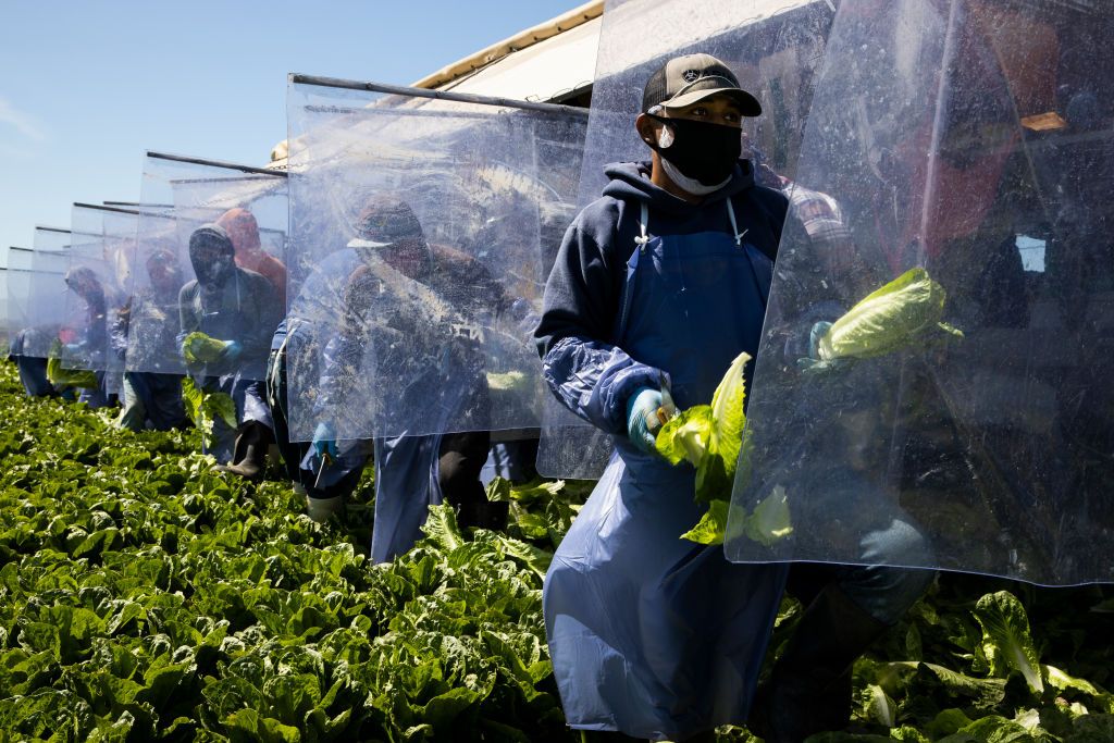 Immigrants work at a California farm.