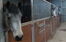 Could one of these be Pony Mad Mum's Mr Right?