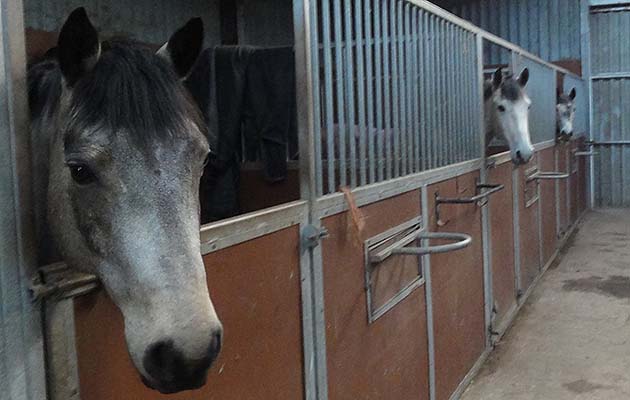 Could one of these be Pony Mad Mum's Mr Right?