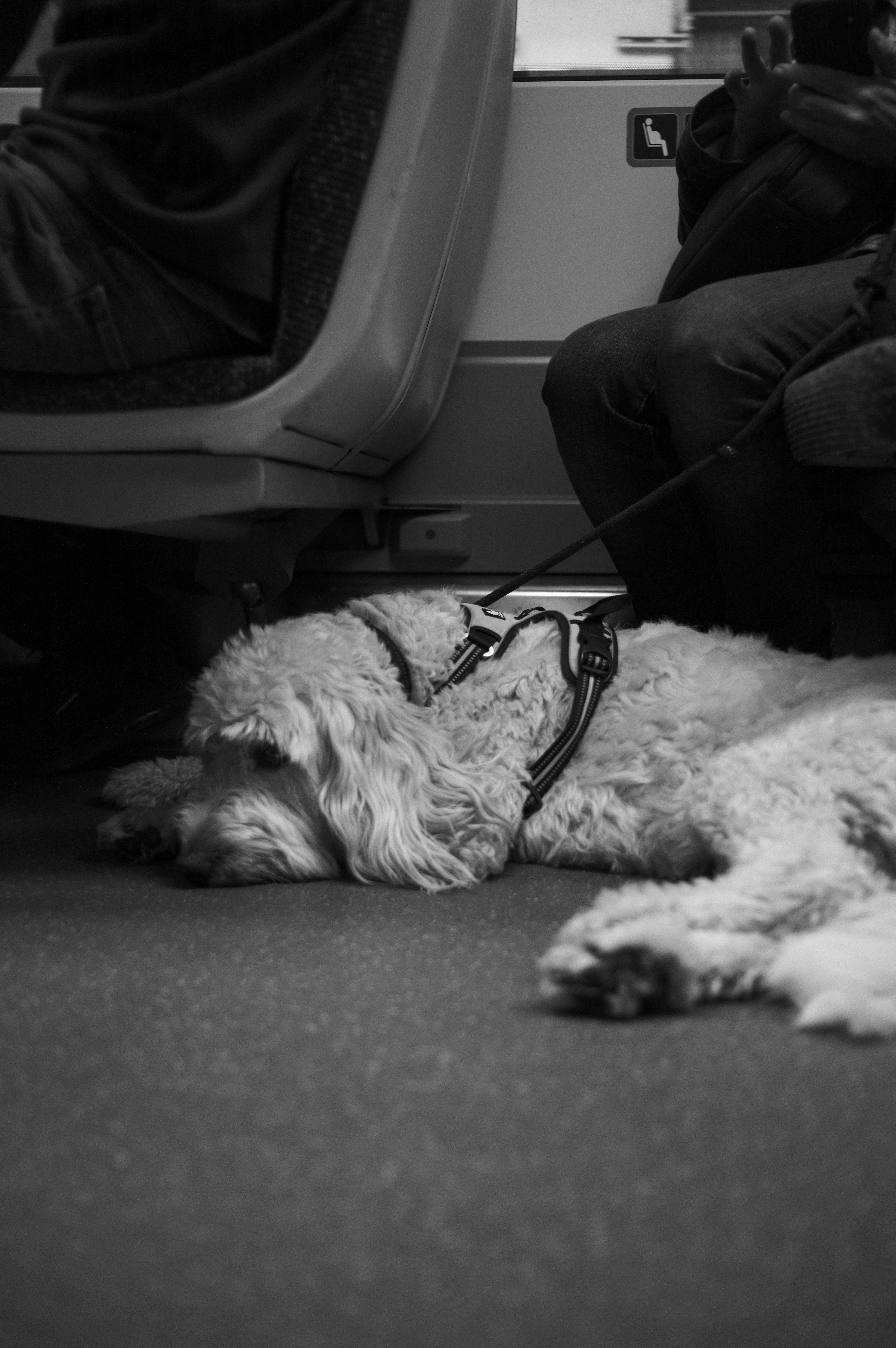 A dog laying on the floor of a train