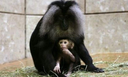 Lion-tailed macaques in captivity: Only 4,000 members of this endangered species remain, and most American zoos have had to phase them out.