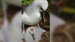 This albatross chick is still being brooded by its parent, suggesting the chicks aren’t yet equipped to deal with the attacking house mice, the researchers said.