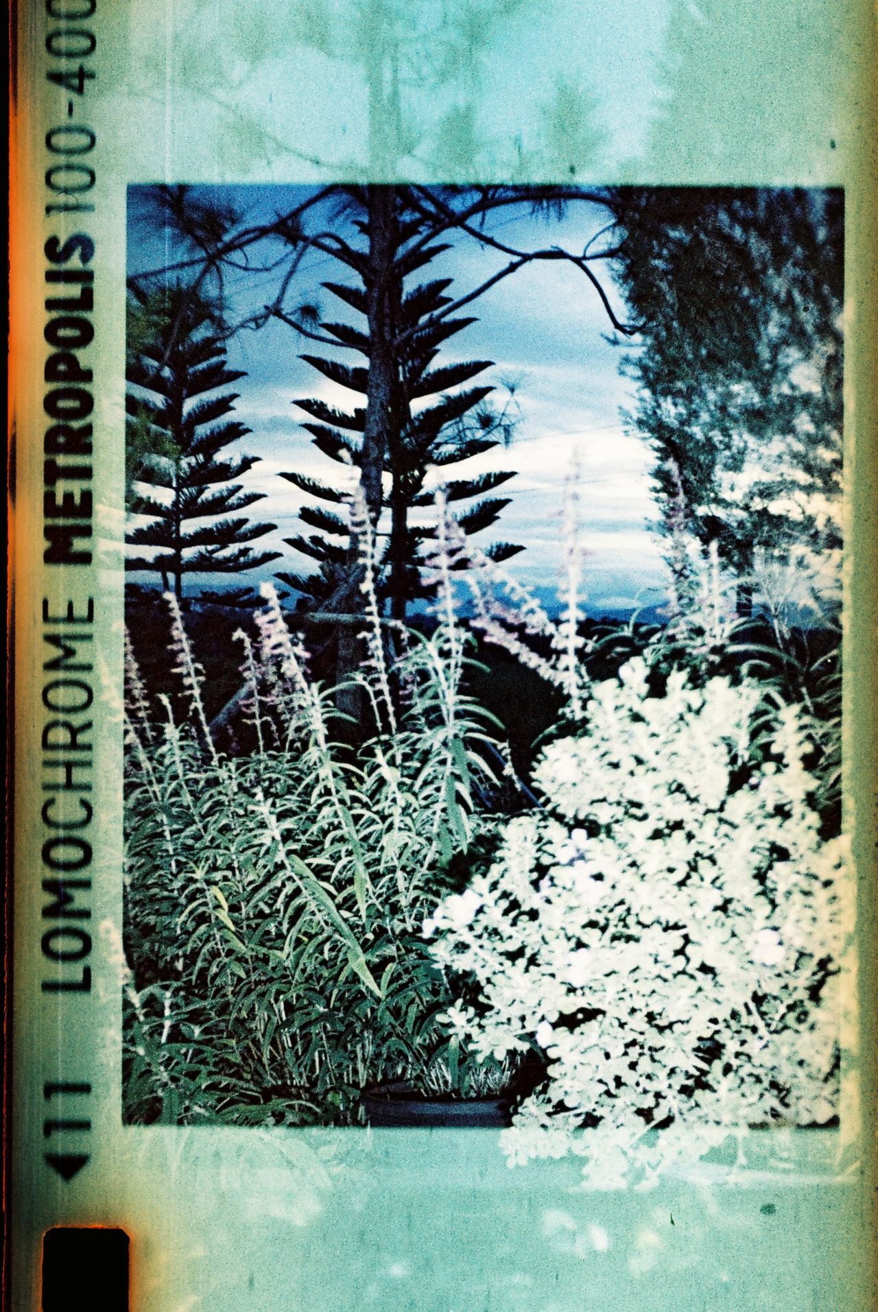 A photograph shot with the Lomography Lomomatic 110 Panthera