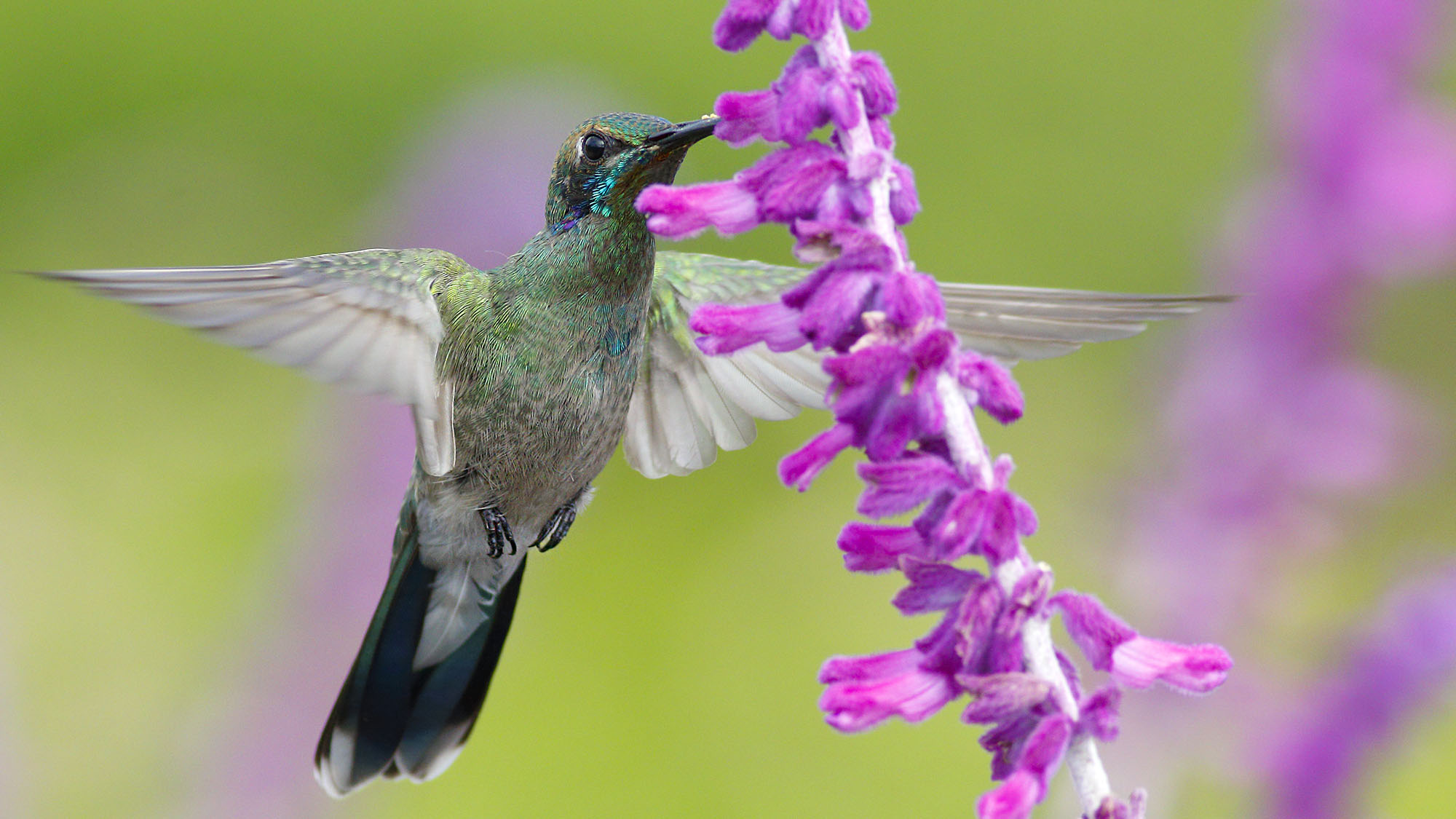 Hummingbird feeding on Mexican bush sage (Salvia leucantha) flower