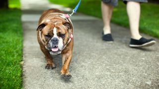 English Bulldog