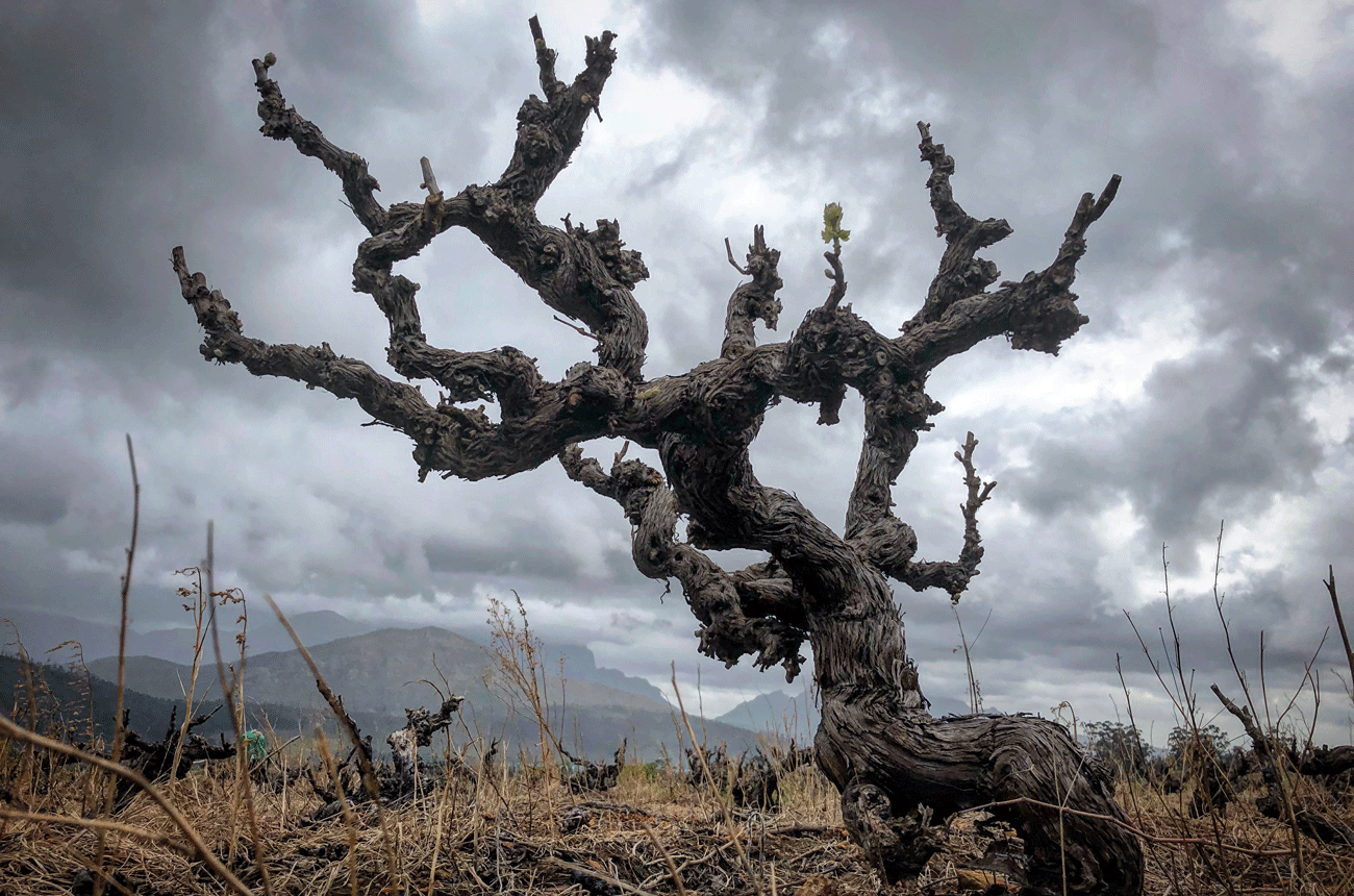 Lo&amp;#776;tter-Cinsault-Franschhoek-planted-1932-Zach-Moolman