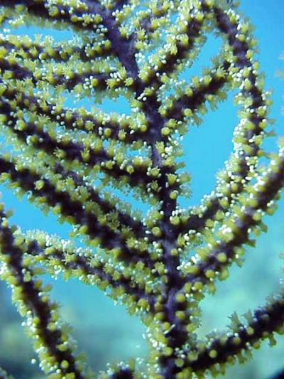 Here, a female Antillogorgia elisabethae coral with newly released eggs and developing planulae larvae.