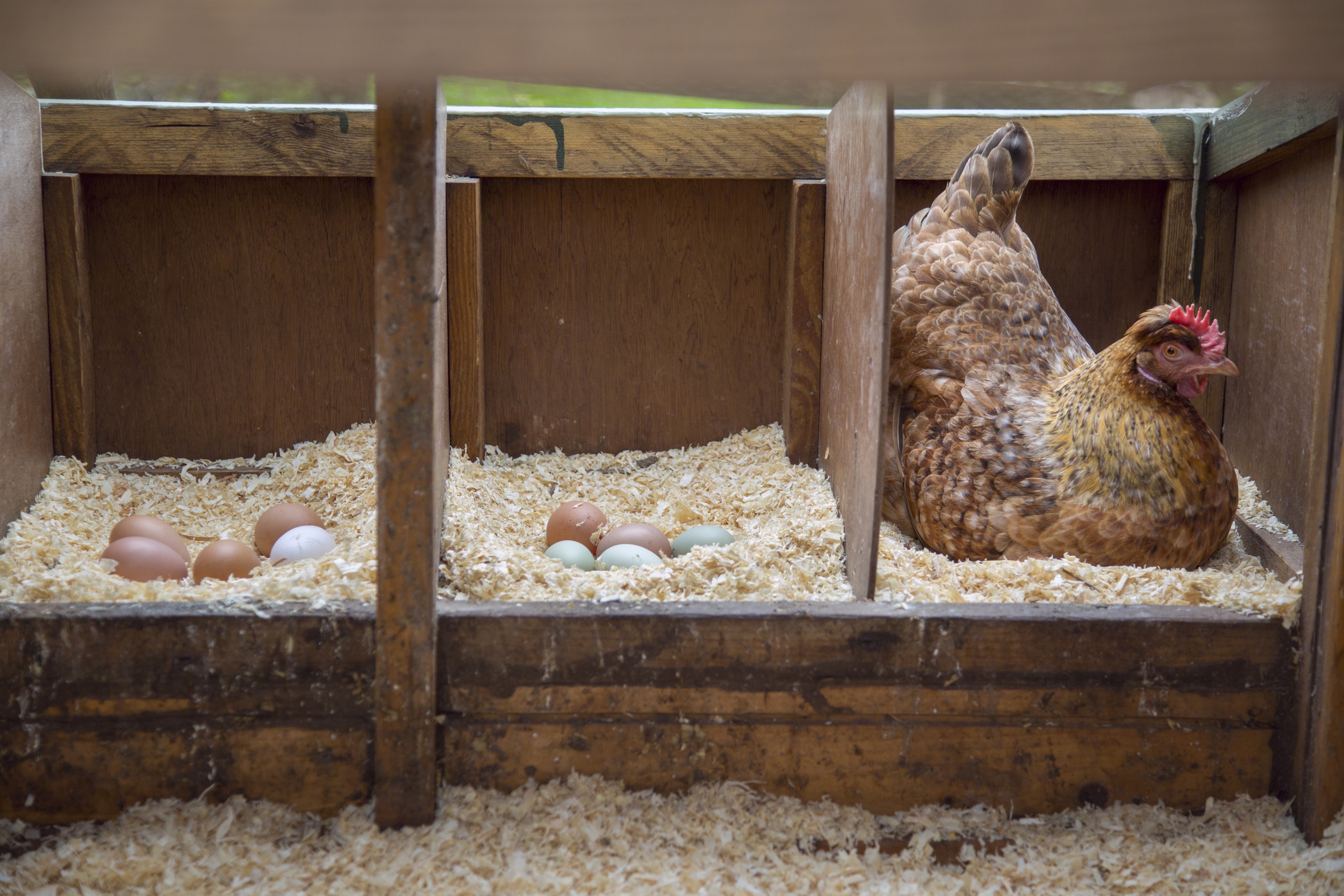 A chicken sitting on some eggs.