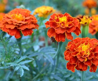 French marigolds, also known as tagetes