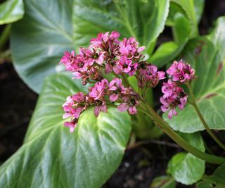 bergenia ‘Bressingham Ruby’ flowering in spring display