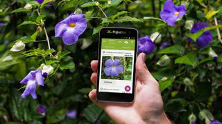 PlantNet app being used to identify a flower