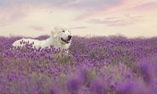 Anna-Marie Coster shares her skills for capturing great dog portraits