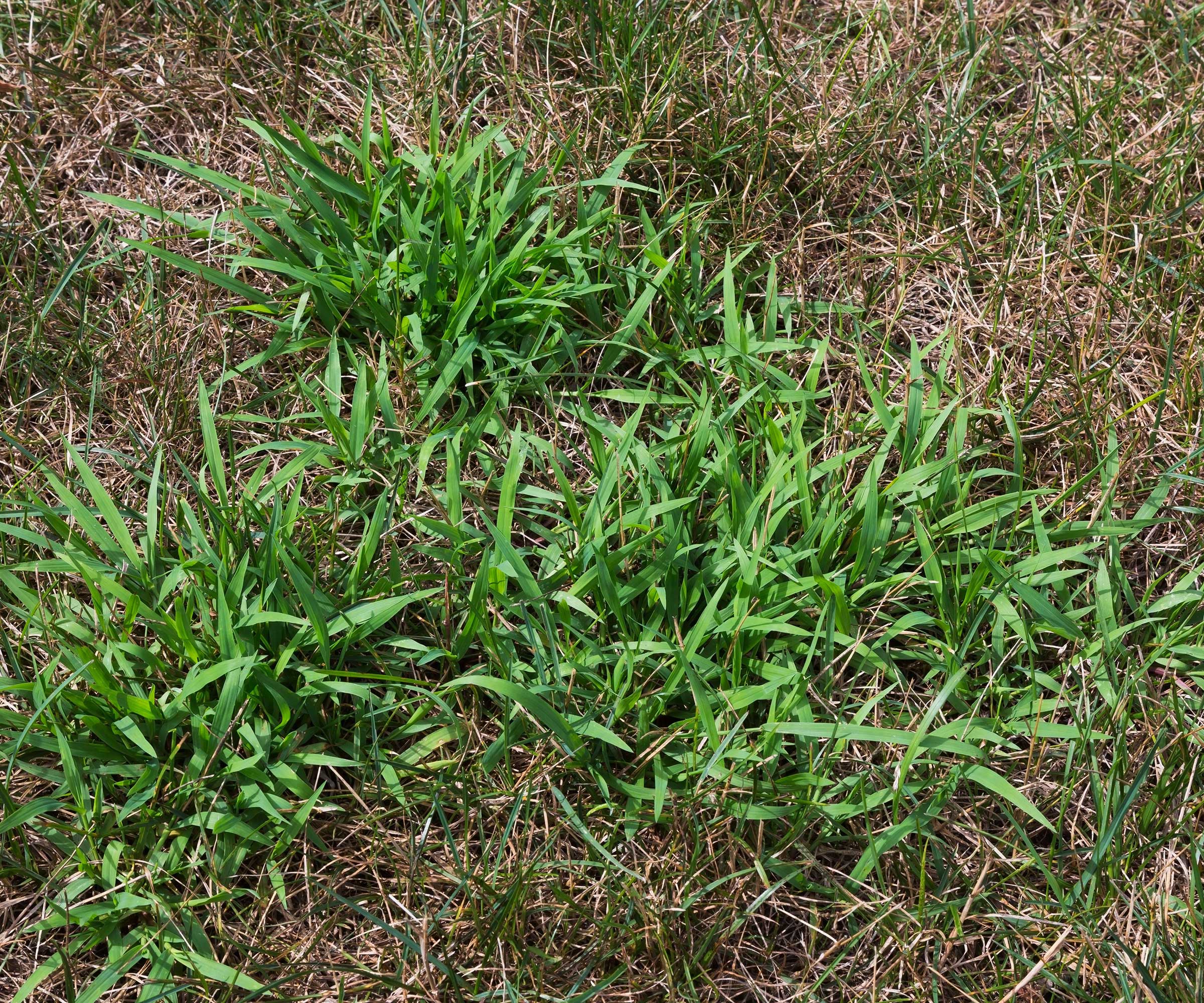 crabgrass growing in lawn