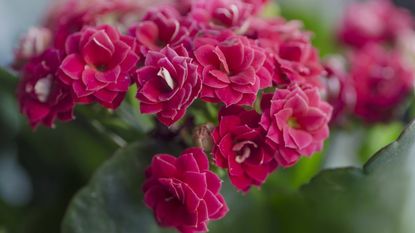 Red flowers on a kalanchoe plant
