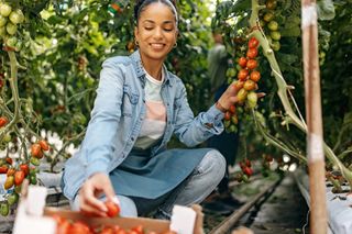 A woman harvests tomatoes from a plant