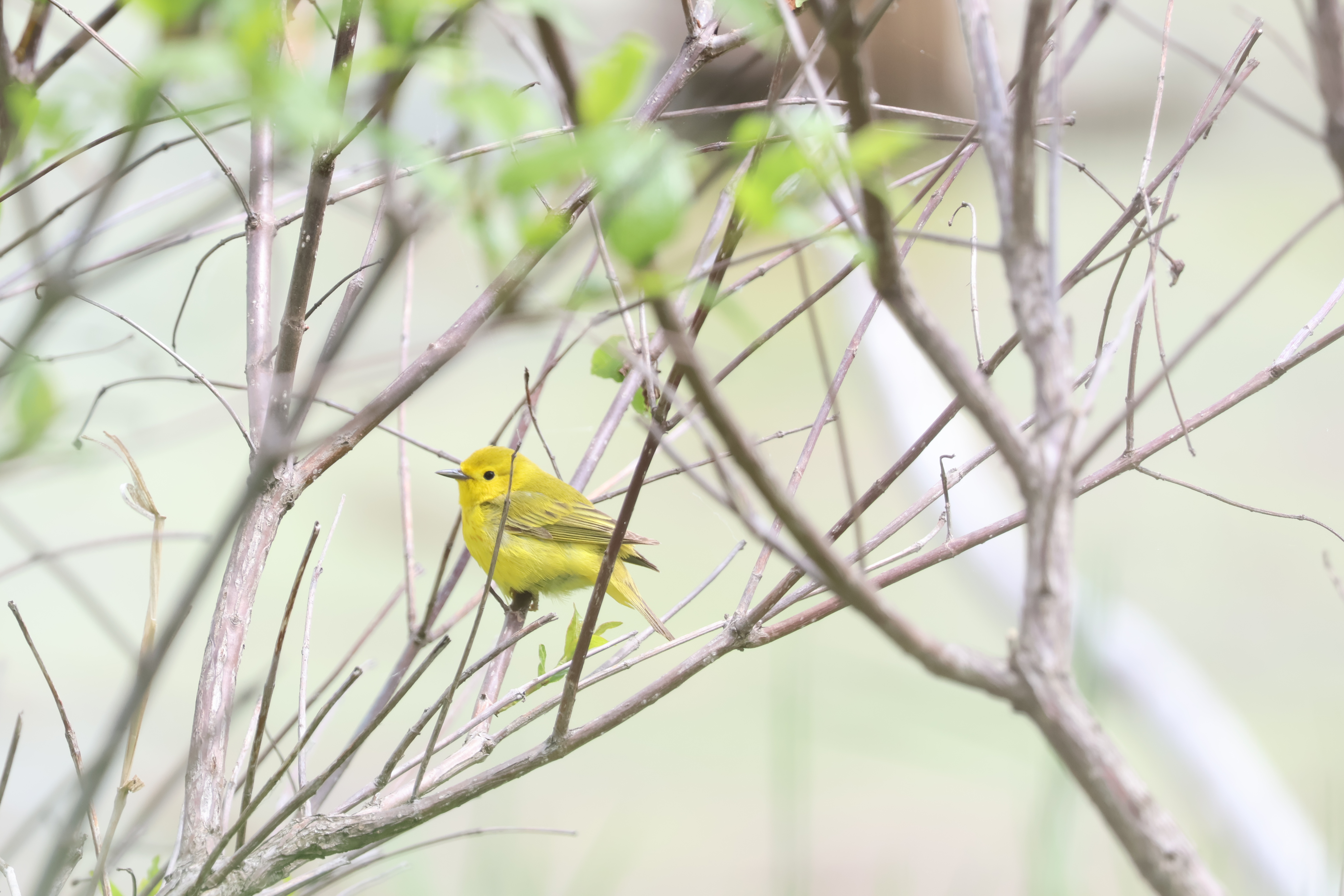 Wildlife photography samples taken with the Canon EOS R10